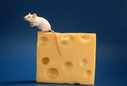 Mouse sitting on top of cheese